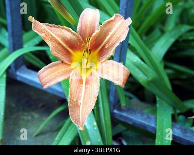 Nahaufnahme einer orangen Taglilie (Hemerocallis fulva) oder gelbbraunen Taglilie, Maislilie, Tiger Taglilie, Fulvous Taglilie, Grabenlilie, blüht in einem Vorgarten i Stockfoto