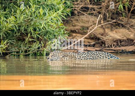 jaguar, Panthera onca, Schwimmen im Fluss, Pantanal, Mato Grosso, Brasilien, Südamerika Stockfoto