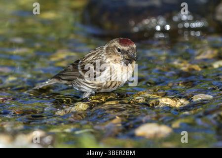 Redpoll - weiblich im Fluss (Acanthis flammea) Stockfoto