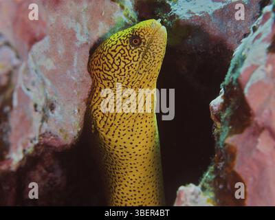 Goldschwanz Muränen (Gymnothorax miliaris) Stockfoto