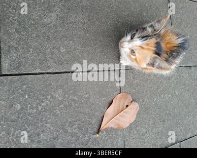 Ein Kätzchen, das auf dem grauen Keramikboden sitzt, begleitet von einem trockenen Blatt, das daneben liegt. Stockfoto