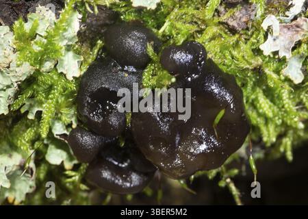 Schwarze Hexenbutter, schalenförmige Glandulosa (Exidia glandulosa) Stockfoto