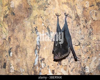 Amazonas-Sackflügelfledermaus, Saccopteryx gymnura, Fluss Ucayali, Nationalpark Pacaya-Samiria, Loreto, Peru, Amazonas, Südamerika Stockfoto
