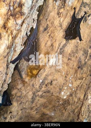 Amazonas-Sackflügelfledermaus, Saccopteryx gymnura, Fluss Ucayali, Nationalpark Pacaya-Samiria, Loreto, Peru, Amazonas, Südamerika Stockfoto