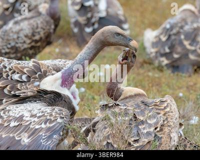 Rüppells Geier, Gyps rueppelli, ernährt und kämpft um den Kadaver eines Flachzebras, Equus quagga (früher Equus burchellii), Serengeti Na Stockfoto