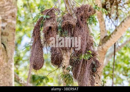 Gelbklumpe Cacique, Cacicus cela, Nest, Porto Jofre, Mato Grosso, Brasilien, Südamerika Stockfoto