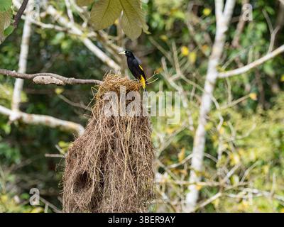 Gelbrumpelige Kakike, Cacicus cela, Erwachsener am Nistplatz auf Belluda Cano, Amazonasbecken, Loreto, Peru, Südamerika Stockfoto