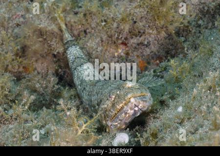 Atlantischer Eidechsenfisch (Synodus saurus) Stockfoto