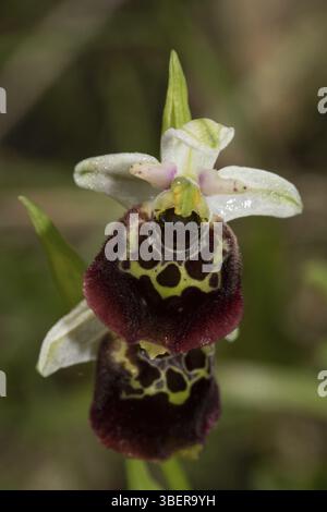 Hummel Orchidee (Ophrys holoserica) Stockfoto