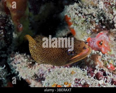 Goldschwanz Muränen (Gymnothorax miliaris) Stockfoto