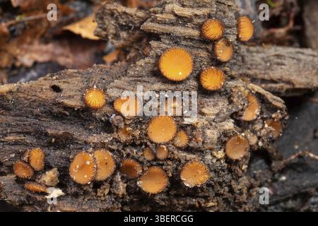 Schildbohrer (Scutellinia scutellata) Stockfoto
