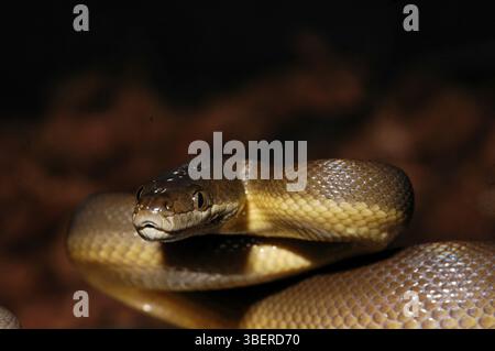 Australische Wasserpython (Liasis fuscus) Stockfoto
