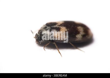 Museumskäfer, Kabinettkäfer (Anthrenus museorum) Stockfoto