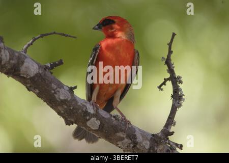 Madagaskar Weber (Foudia madagascariensis) Stockfoto