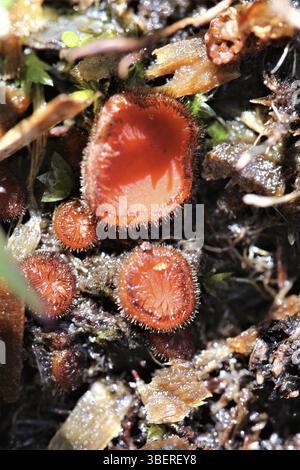 Schildbohrer (Scutellinia scutellata) Stockfoto