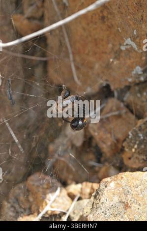 Falsche schwarze Witwe (Steatoda paykulliana) Stockfoto