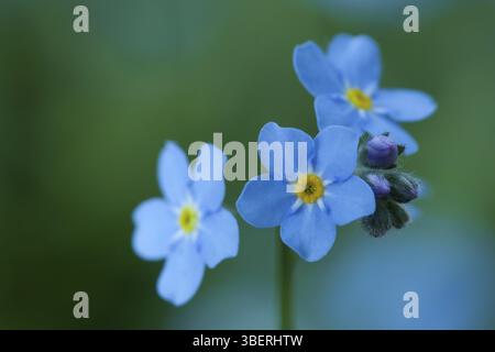 Vergisst-mich-nicht, Wald-vergisst-mich-nicht (Myosotis, Myosotis sylvatica) Stockfoto
