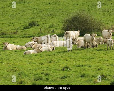 Charlerois-Kühe (bos primigenius taurus) Stockfoto