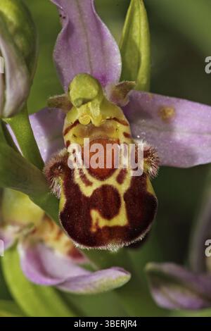 Biene Orchidee (Ophrys Apifera) Stockfoto