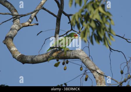 Amazonas-Weißfrontamazone (Amazona albifrons) Stockfoto