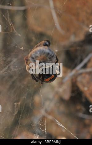 Falsche schwarze Witwe (Steatoda paykulliana) Stockfoto