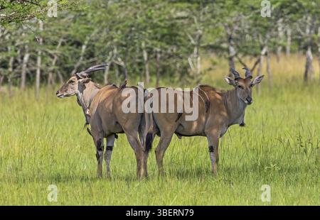 Eland (Tauro Oryx) Stockfoto
