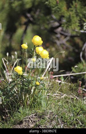 Trollblume (Trollius europaeus) Stockfoto