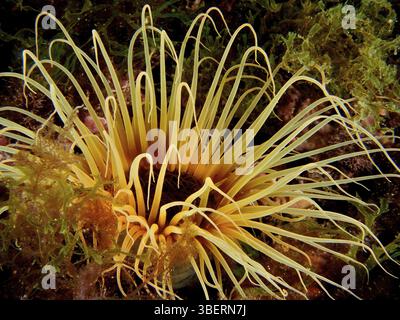 Zylinderrose (Cerianthus membranaceus) Stockfoto