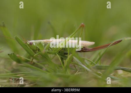 Langflügeliger Konehenkkopf (Conocephalus fuscus) Stockfoto