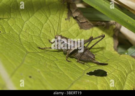 Gemeine Buschgrille – weiblich (Pholidoptera griseoaptera) Stockfoto