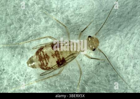 Staublaus (Psocoptera) Stockfoto