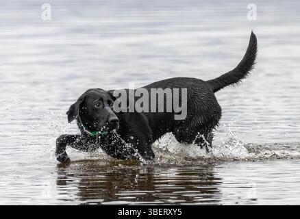 Black Labrador spielt "holen" im See Stockfoto