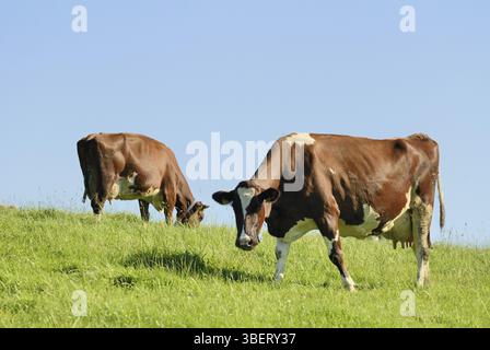 Kuh auf Weide (Bos primigenius taurus) Stockfoto