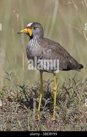 Senegal Lapwing (Vanellus senegallus) Stockfoto