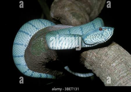 Tempelviper (Tropidolaemus wagleri) Stockfoto