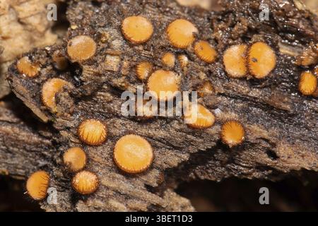 Schildbohrer (Scutellinia scutellata) Stockfoto