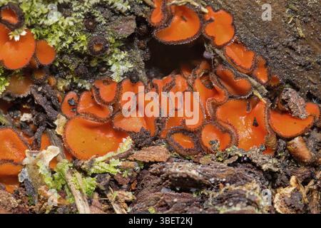 Schildbohrer (Scutellinia scutellata) Stockfoto