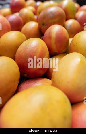 Reife Mangos mit roter und gelber Haut sorgen für ein lebendiges Display, das saftige Süße und erschwingliche Preise auf dem Sommermarkt verspricht Stockfoto
