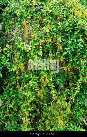 Haufen von gelben Früchten am Ufer des Sees Sandoval im peruanischen Amazonas-Regenwald Stockfoto