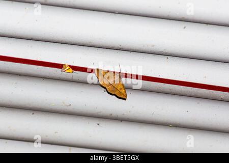 Ein Insekt, das die Form und Farbe eines Blattes nachahmt, um sich vor Raubtieren im peruanischen Amazonas-Regenwald zu schützen Stockfoto