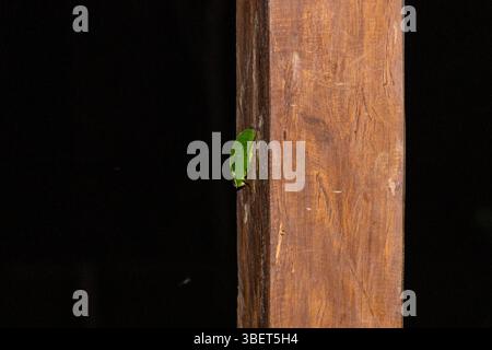 Ein Insekt, das die Form und Farbe eines Blattes nachahmt, um sich vor Raubtieren im peruanischen Amazonas-Regenwald zu schützen Stockfoto