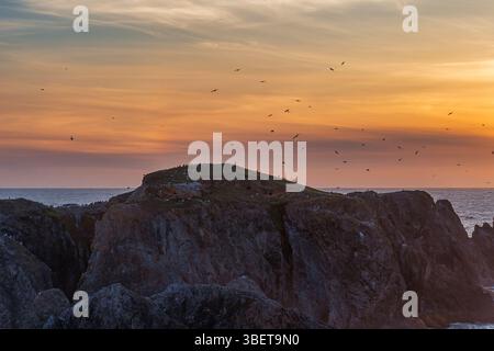Vögel nisten an der Küste Oregons auf Meeresstapeln. Stockfoto