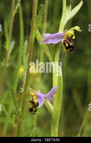 Bienenorchidee - Blume mit Pollen (Ophrys apifera) Stockfoto
