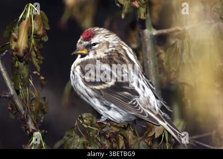 Redpoll (Carduelis hornemanni) Stockfoto