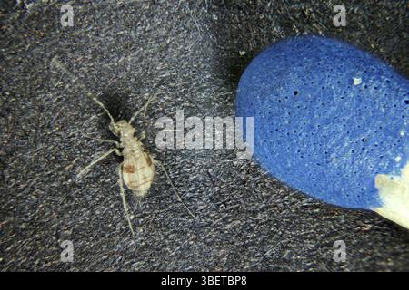 Staublaus – neben einem Streichkopf (Psocoptera) Stockfoto