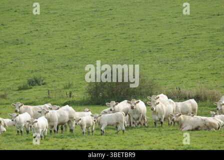 Charlerois-Kühe (bos primigenius taurus) Stockfoto