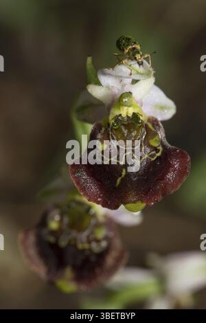Hummel Orchidee (Ophrys holoserica) Stockfoto