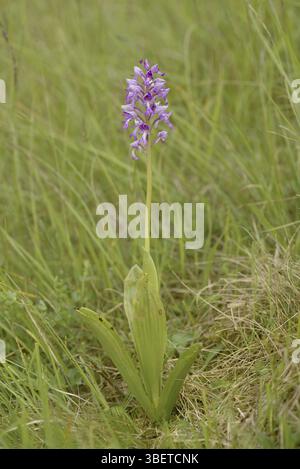 Helm Orchid (Orchis militaris) Stockfoto