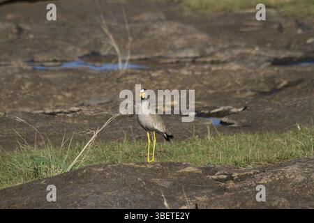 Senegal Lapwing (Vanellus senegallus) Stockfoto