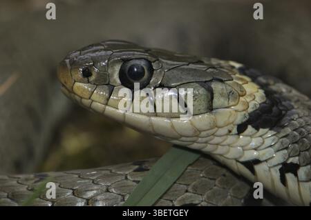 Grasschlange Porträt (Natrix n. helvetica) Stockfoto